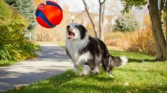 Hogyan lehet barátok egy macskát és egy kutyát